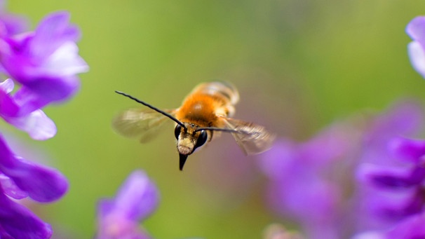 Wildbienen: Langhornbienen | Bild: nautilusfilm