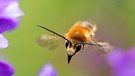 Wildbienen: Langhornbienen | Bild: nautilusfilm