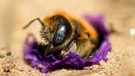 Wildbienen: Leinmauerbiene | Bild: nautilusfilm