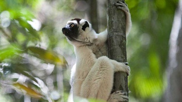 Lemure in Makay / Madagaskar | Bild: BR/Gedeon