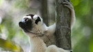 Lemure in Makay / Madagaskar | Bild: BR/Gedeon