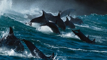 Surfende Delfine an der "Wilden Küste" Südafrikas. | Bild: BBC/WDR/BR