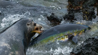 Ein Seelöwe mit seiner Beute: dem Thunfisch. | Bild: BBC/WDR/BR