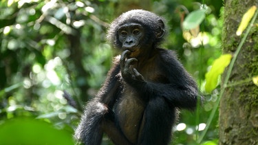 Bonobo-Kind mit Pistache und Vanille. | Bild: Markus Schmidbauer