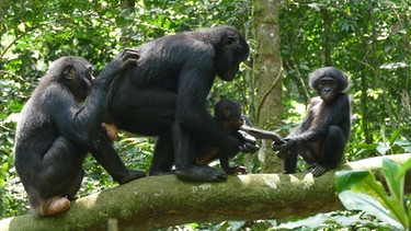 Bonobos beim Groomen. | Bild: Markus Schmidbauer