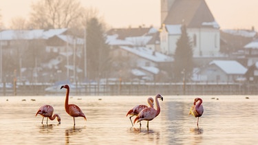 Chiemgau im Wandel 1:  Flamingos | Bild: BR/Andreas Hartl