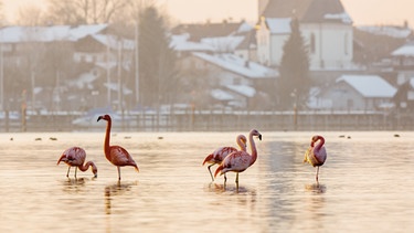 Flamingos. | Bild: A. Hartl
