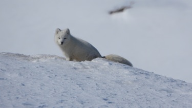 Polarfuchs in Norwegen. | Bild: Petter Braaten