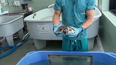 Spanien: Verletzte Schildkröte. | Bild: ESRTVE