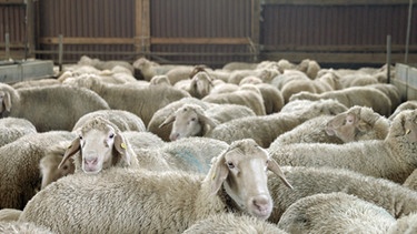 Schafe im Stall | Bild: BR / Markus Schmidbauer