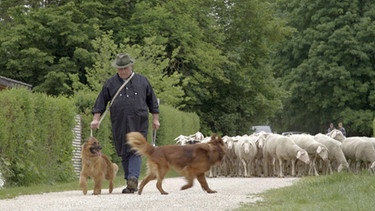 Sepp Hartl mit Hunden und Schafen | Bild: BR / Markus Schmidbauer