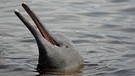 Der Amazonas-Flussdelfin, auch Boto genannt, ist perfekt an die Unterwasserwelt angepasst. Im trüben Wasser jagt er seine Beute per Echoortung.“ | Bild: NDR Naturfilm/Light & Shadow GmbH