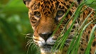 Der Jaguar ist die mächtigste Raubkatze Südamerikas. Weil größere Beutetiere im Regenwald selten sind, nutzen die Katzen riesige Reviere: Das Territorium eines Männchens ist gut 40.000 Hektar groß. | Bild: NDR Naturfilm/Light & Shadow GmbH