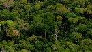 Auf einem einzigen Hektar des Amazonas Regenwalds wachsen mehr Baumarten als in ganz Europa. Unter dem Kronendach verbergen sich abertausende Lebewesen, die meisten davon winzig klein. | Bild: NDR Naturfilm/Light & Shadow GmbH