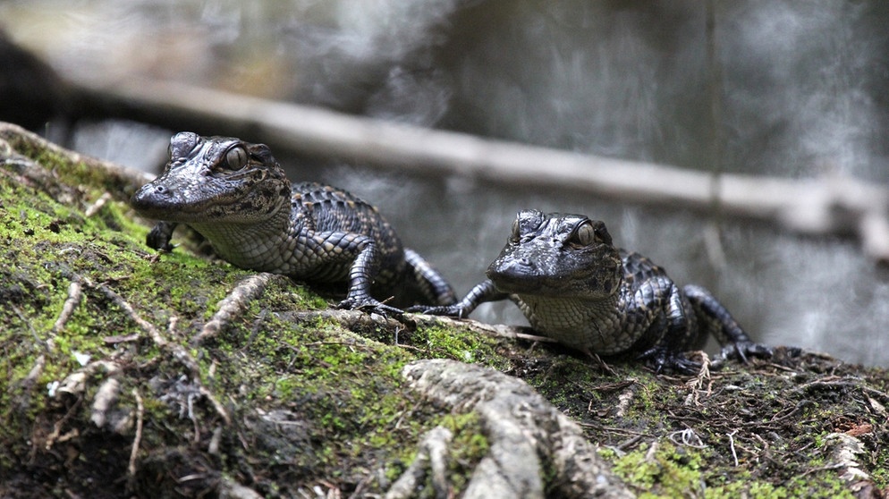 Die ersten Monate sind die gefährlichsten für Alligator-Babys. Besonders hüten müssen sie sich vor Räubern wie Waschbären, großen Fischen oder Vögeln. | Bild: Doclights GmbH/NDR Naturfilm