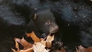Schwarzbären werden meistens im Winter geboren. Im Frühling verlassen sie zum ersten Mal in ihrem Leben ihre Geburtshöhle. | Bild: Doclights GmbH/NDR Naturfilm