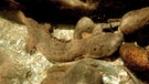 Ein Schlammteufel auf der Jagd: Der gigantische Salamander jagt sehr gerne Krebse. | Bild: Doclights GmbH/NDR Naturfilm