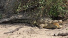 Als wechselwarme Tiere regulieren Krokodile ihre Körpertemperatur durch geeignete Platzwahl.  | Bild: NDR Naturfilm / Reinhard Radke