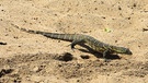Nilwarane sind gefährliche Nesträuber, denen es immer wieder gelingt, Krokodilgelege zu plündern. | Bild: NDR Naturfilm / Reinhard Radke
