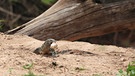 Nilwarane graben immer wieder Krokodilnester auf und plündern die Gelege.  | Bild: NDR Naturfilm / Reinhard Radke