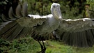 Der Schuhschnabel ist ein riesiger Vogel – wäre sein Schnabel tatsächlich ein Schuh, würde er Größe 37 tragen. | Bild: NDR Naturfilm / Blue Planet Film
