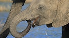 Ein Elefantenjunges trinkt im Schutz seiner Mutter. | Bild: NDR Naturfilm / Zorillafilm Grospitz & Westphalen