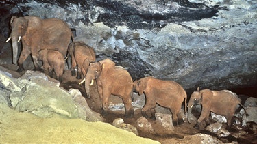 In den 1980er Jahren gelang es dem Biologen Ian Redmond als Erstem,  Fotos von Elefanten zu machen, die im kenianischen Bergwald nachts in eine Höhle hinein wanderten. | Bild: Text und Bild Medienproduktion / Fotograf: Ian Redmond