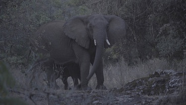 Eine Art innere Landkarte hilft den Elefanten, sich während ihrer nächtlichen  Wanderung durch das riesige Höhlenlabyrinth  in der Kitum Cave zu orientieren.   | Bild: Text und Bild Medienproduktion / Fotograf: Robert Sigl