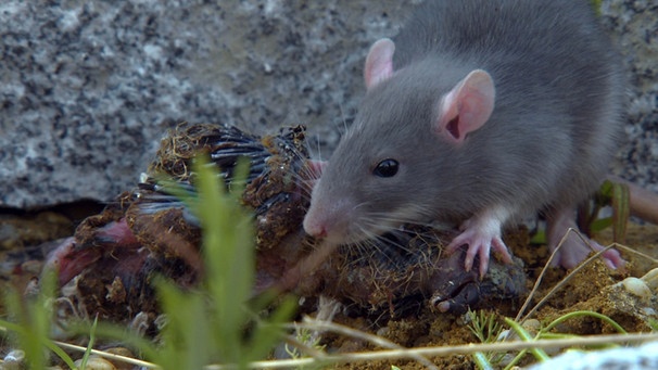 Ratten bedrohen das komplette Ökosystem auf Montecristo.
| Bild: BR