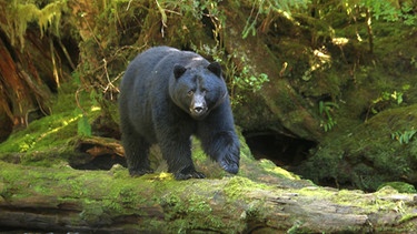 Bärenbegegnungen gehören zum Alltag eines Flussläufers in Kanada. | Bild: MedienKontor / Roland Gockel