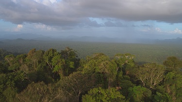 Blick über das Kronendach eines südamerikanischen Regenwaldes. | Bild: BR/Marion Pöllmann