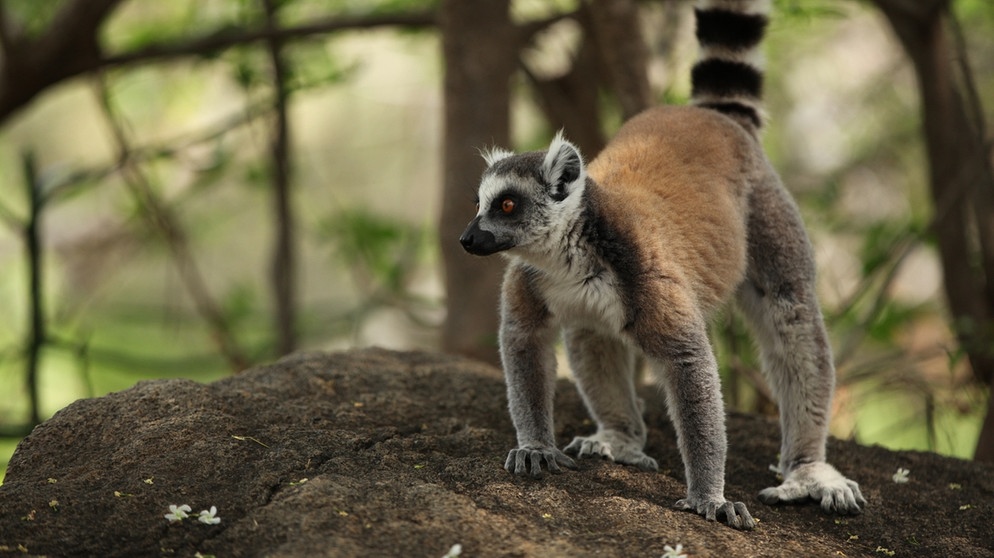 Ein Katta hat eine Madagaskarboa entdeckt. Vorsichtig beobachtet der Lemur mit dem geringelten Schwanz das Reptil aus der Distanz  | Bild: Doclights GmbH / NDR Naturfilm & Blue Planet Film / Michael Riegler