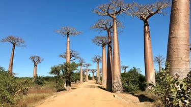 In der Nähe der Stadt Morondava liegt die berühmte Alle der Baobabs. Ein „Must See“ für jeden Touristen.  | Bild: Doclights GmbH / NDR Naturfilm & Blue Planet Film / Michael Riegler
