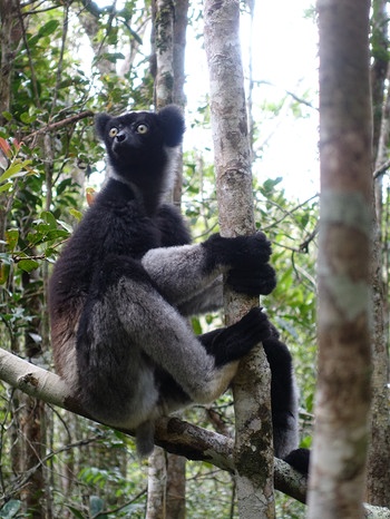 Der Indri ist der größte aller Lemuren. Seine Rufe erinnern an die Gesänge von Buckelwalen. | Bild: Doclights GmbH / NDR Naturfilm & Blue Planet Film / Michael Riegler