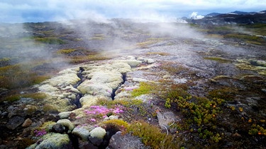 Ob in eisigen Höhen oder abgrundtiefen Spalten, die davon erzählen, dass die Erde hier, zwischen Nordamerikanischer und Eurasischer Kontinentalplatte, auseinanderreißt - Island ist ein Naturparadies. "Magisches Island - Leben auf der größten Vulkaninsel der Welt" zeugt von der unerwarteten Artenvielfalt und den spektakulären Landschaften der Insel, sowohl unter als auch über Wasser. | Bild: Jan Haft