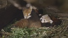 Roter Panda, Mutter mit 6 Wochen altem Jungtier in der Wurfhöhle, Naturschutz-Tierpark Görlitz. | Bild: BR/NDR/Axel Gebauer