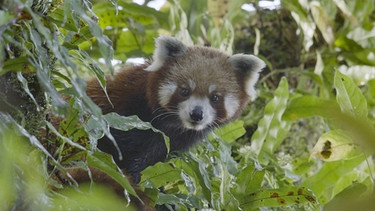 Das dichte Fell der Roten Pandas schützt sie während der Monsunzeit vor Kälte und Nässe. | Bild: BR/NDR/Axel Gebauer