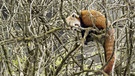 Rote Pandas ernähren sich fast ausschließlich von Bambus, fressen aber auch Früchte und Eier. | Bild: BR/NDR/Axel Gebauer
