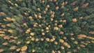 Das Gelb der Lärchen bringt Farbe in den Herbst des kanadischen Schwarzwalds. | Bild: Medienproduktion