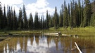 Wasser ist das Lebenselexier des Schwarzwalds in Kanada. Tiere und Pflanzen sind darauf eingestellt. | Bild: Medienproduktion