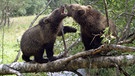 Junge Braunbären lernen im Spiel. | Bild: Medienproduktion