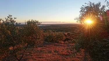 Sonnenuntergang über einem Olivenhain in der endlosen Weite der Extremadura | Bild: BR