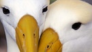 Nach drei langen Monaten auf See treffen sich die Albatros-Paare (Phoebastria irrorata) endlich wieder, um sich an Land zu paaren und Eier zu legen.
| Bild: BBC/BR/NDR