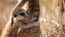 Das junge Erdmännchen in der Kalahari-Wüste ist noch auf den Schutz und die Lebenserfahrung der Erwachsenen angewiesen. | Bild: BBC/BR/NDR/Sophie Lanfear
