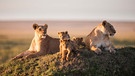 Löwenkindergarten: Die Jungtiere in einem Löwenrudel kommen oft zur ähnlichen Zeit zur Welt: So können sich die Mütter das Kinderhüten aufteilen. | Bild: BBC/BR/NDR/Tom Hugh-Jones