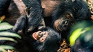 Bonobos sind Zwergschimpansen. Sie leben in der Demokratischen Republik Kongo. | Bild: BR/NDR/BBC/Theo Webb