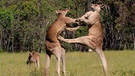 Hiebe, Tritte, Beißen: Beim Boxkampf der Kängurus ist alles erlaubt. | Bild: BR/NDR/BBC