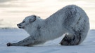 Guten Morgen! Ein junger Polarfuchs bei Dehnübungen in arktischem Schnee und Eis. | Bild: BR/NDR/BBC/Sophie Lanfear