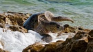 Nach der anstrengenden Eiablage am Strand, muss die Suppenschildkröte (Chelonia mydas) ihren beschwerlichen Weg über Felsen zurück zum Meer antreten. | Bild: BR/NDR/BBC/Miles Barton