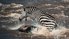 Um zu den fruchtbaren Weidegründen Kenias zu gelangen, müssen Zebras (Equus zebra) die Stromschnellen des Mara überwinden. Noch gefährlicher aber sind die im Fluss lauernden Krokodile. | Bild: BR/NDR/BBC/Theo Webb